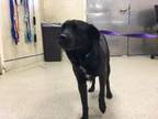 Adopt Dog a Labrador Retriever, Mixed Breed