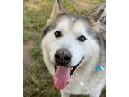 Adopt Dog a Siberian Husky