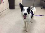 Adopt Dog a Australian Cattle Dog / Blue Heeler, Mixed Breed