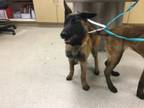 Adopt Dog a Belgian Shepherd / Malinois