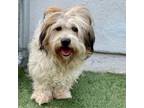 Adopt Bean a Lhasa Apso