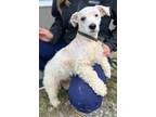 Adopt King a Poodle, Mixed Breed