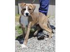 Adopt Baconator a Pit Bull Terrier, Mixed Breed