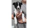 Adopt Quesedilla a Mixed Breed