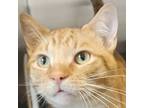 Adopt Maguire a Domestic Short Hair