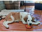 Adopt Archer a Saint Bernard