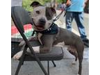 Adopt FRODO a Pit Bull Terrier