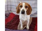 Adopt Clarence aka Clarebear a Beagle