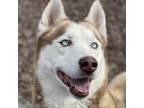 Adopt Rudy a Siberian Husky