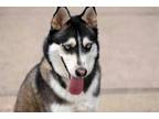 Adopt Ash a Siberian Husky