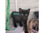 Adopt Riley a Domestic Medium Hair