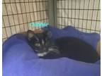 Adopt Cubbie a Domestic Short Hair