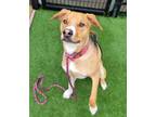 Adopt ASPEN a Treeing Walker Coonhound, Pit Bull Terrier