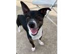 Adopt TOO SHORT a Rat Terrier, Mixed Breed