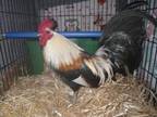 Adopt HEI HEI a Chicken