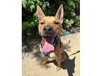 Adopt KIPPER a Pit Bull Terrier, German Shepherd Dog