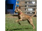 Adopt KIPPER a Pit Bull Terrier, German Shepherd Dog