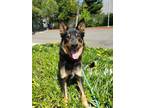 Adopt THOMAS KINKADE a German Shepherd Dog, Mixed Breed