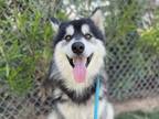 Adopt ICE CUBE a Siberian Husky