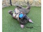 Adopt HUGH a Pit Bull Terrier, Shar-Pei
