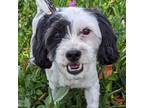 Adopt Cooper a Shih Tzu