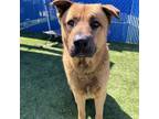 Adopt Little Bear a German Shepherd Dog, Mixed Breed