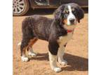 Bernese Mountain Dog Puppy for sale in Anderson, CA, USA