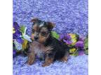 Yorkshire Terrier Puppy for sale in Ethelsville, AL, USA