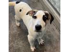Adopt Zed a Mixed Breed