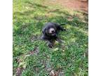 Labrador Retriever Puppy for sale in Hattiesburg, MS, USA