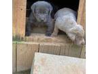 Labrador Retriever Puppy for sale in Hattiesburg, MS, USA