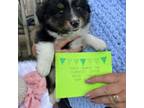 Mutt Puppy for sale in Bourbonnais, IL, USA