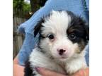 Mutt Puppy for sale in Bourbonnais, IL, USA