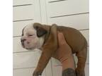 Bulldog Puppy for sale in Kirkland, WA, USA