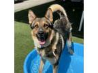 Adopt Duke The Handsome a German Shepherd Dog