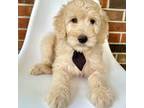 Goldendoodle Puppy for sale in Pulaski, TN, USA