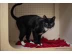 Adopt Mr. Sweets a Domestic Short Hair