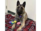 Adopt Obie a Belgian Shepherd / Malinois