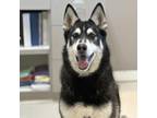 Adopt Spike a Husky