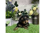 Mutt Puppy for sale in Plainville, IN, USA