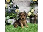 Mutt Puppy for sale in Plainville, IN, USA