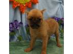 Brussels Griffon Puppy for sale in Pierce City, MO, USA
