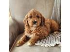 Cavapoo Puppy for sale in Mohnton, PA, USA