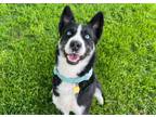 Adopt Bono a Border Collie