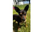 Adopt Joey a Miniature Pinscher, Mixed Breed