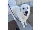 Adopt Osito a Great Pyrenees, Mixed Breed