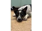 Adopt Oso a Cattle Dog, Mixed Breed