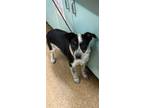 Adopt Tanninto a Cattle Dog, Mixed Breed