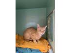 Adopt Warren a Domestic Short Hair, Bengal