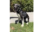 Adopt Balto a German Shepherd Dog, Mixed Breed